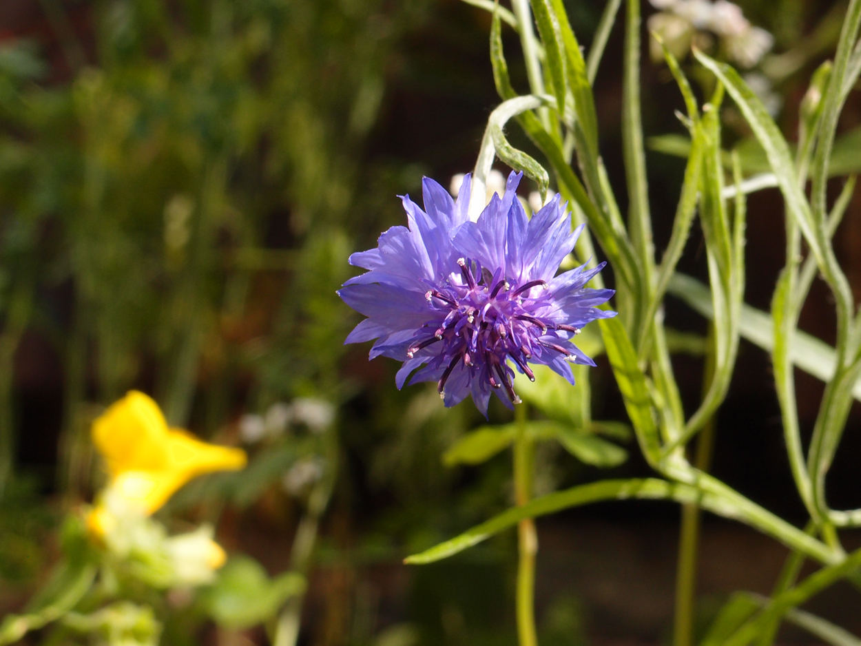 2019-06-14 wendel - der Garten